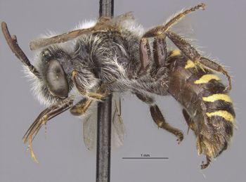 Media type: image;   Entomology 17219 Aspect: habitus lateral view